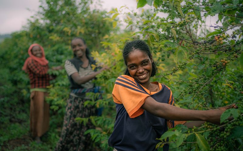 Women picking ripe coffee cherries