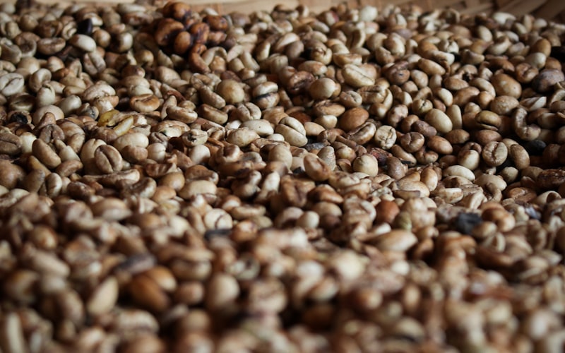Coffee beans drying on raised beds